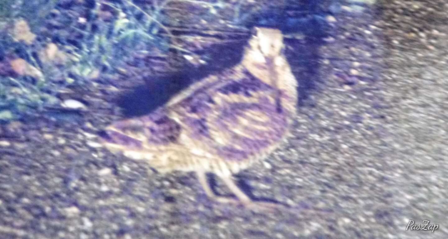 Image of Woodcock