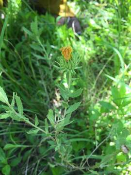 Grindelia cabrerae L. A. Espinar resmi