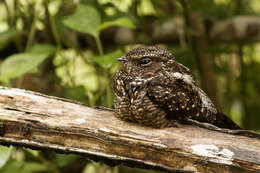 Image of Blackish Nightjar