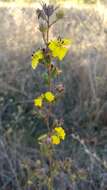 صورة Calycadenia fremontii A. Gray