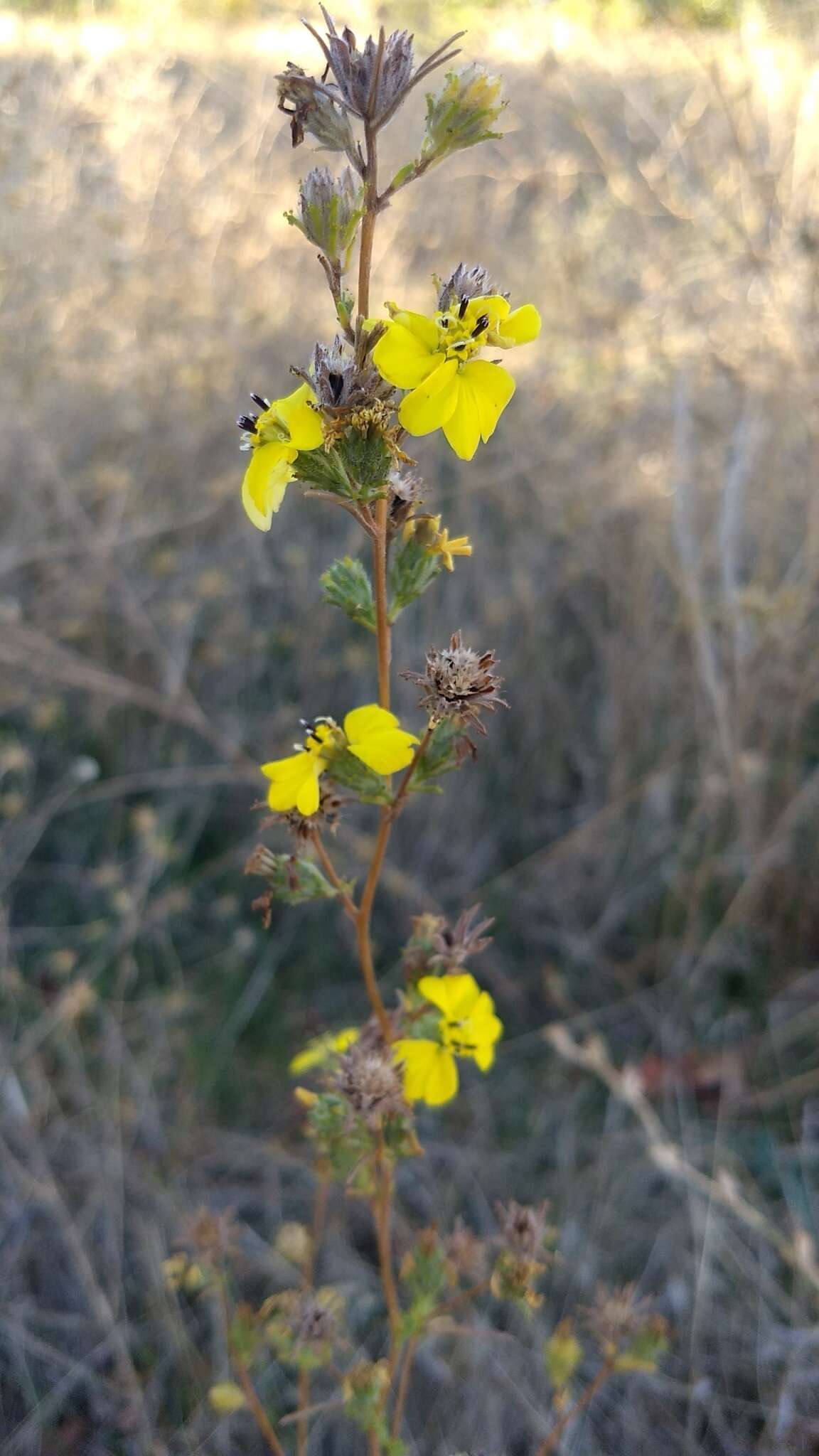 صورة Calycadenia fremontii A. Gray