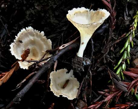 Image of Cotylidia diaphana (Cooke) Lentz 1955