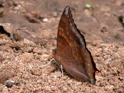 Imagem de Charaxes bernardus Fabricius 1793