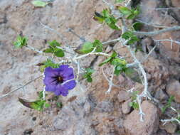 Plancia ëd Ruellia californica subsp. peninsularis (Rose) T. F. Daniel