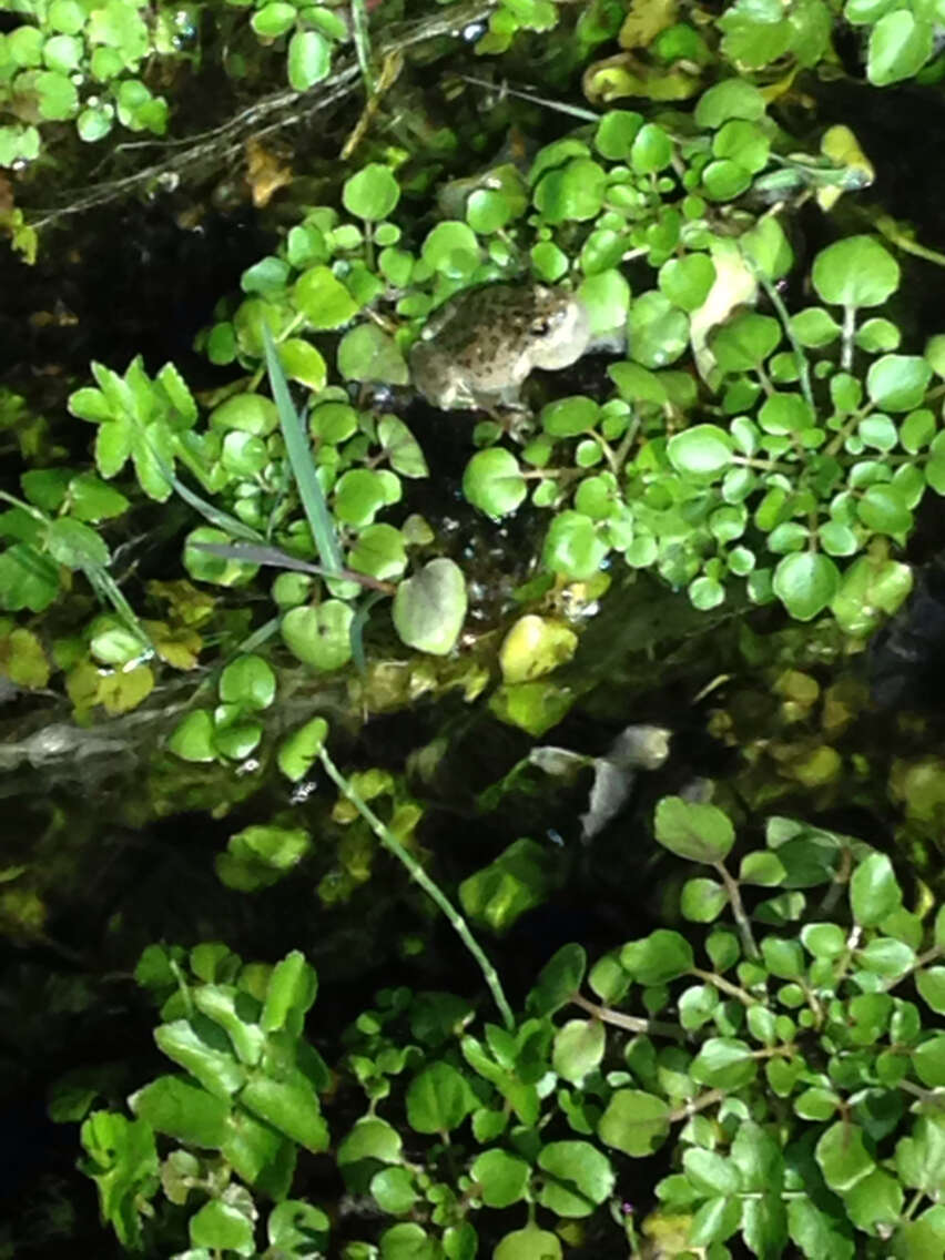 Image of California Chorus Frog