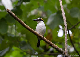 صورة Todiramphus sacer manuae (Mayr 1941)