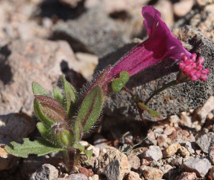 Image of Pinnacles buckwheat