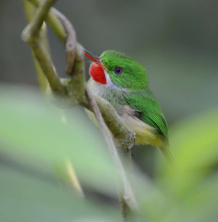 Image of Jamaican Tody