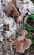 Image of Auricularia americana Parmasto & I. Parmasto ex Audet, Boulet & Sirard 2003