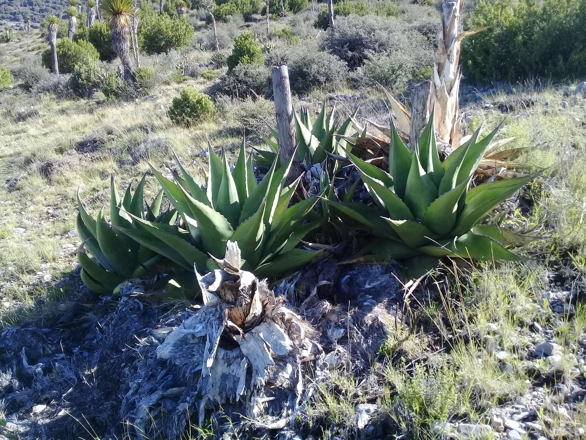 Image of Agave gentryi B. Ullrich