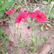 Image of Wilcox's phlox