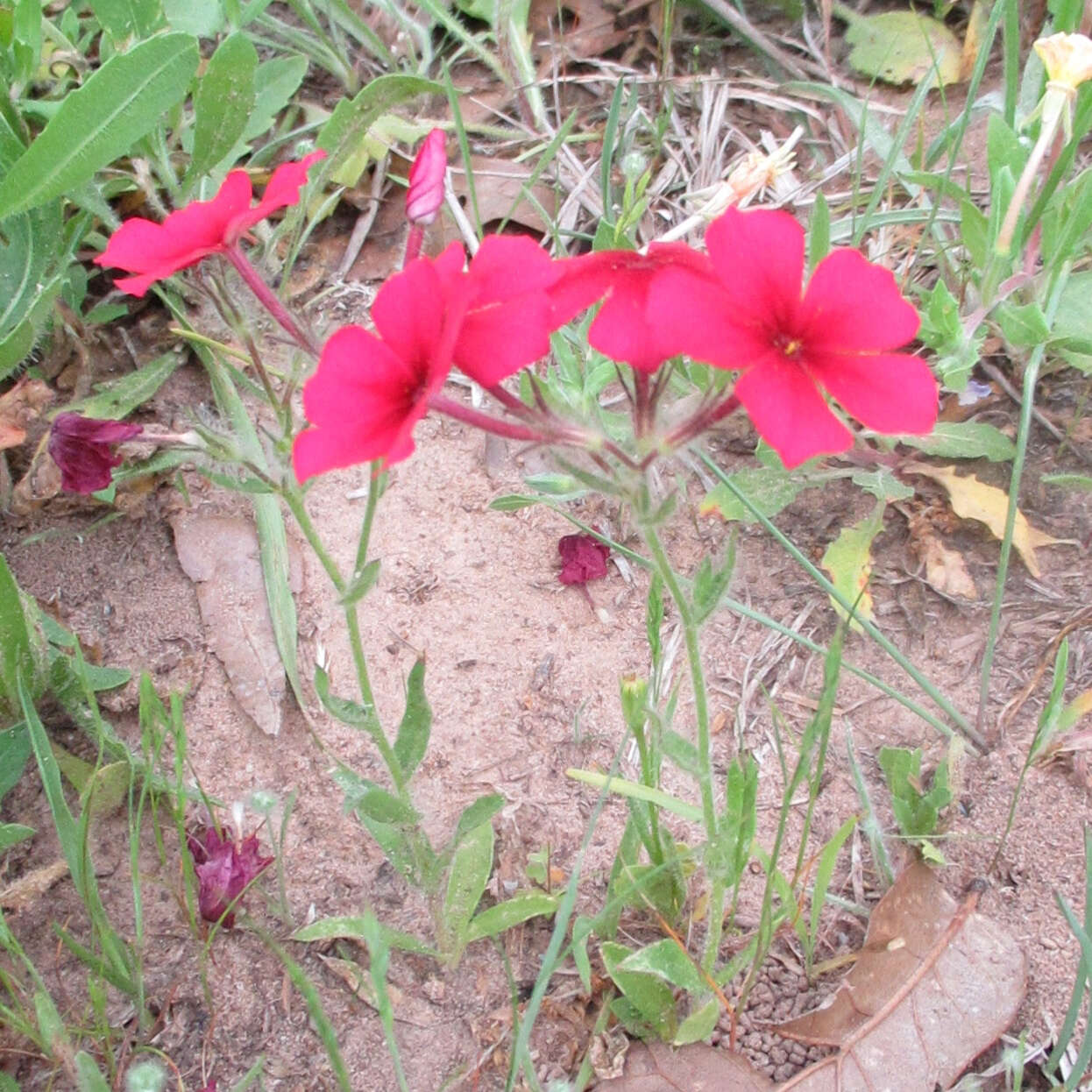 Image of Wilcox's phlox