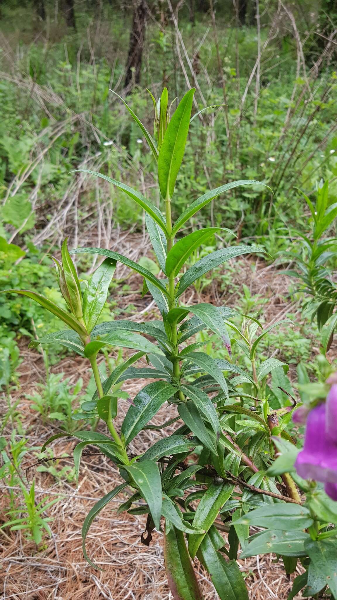 Penstemon gentianoides (Kunth) Poir.的圖片