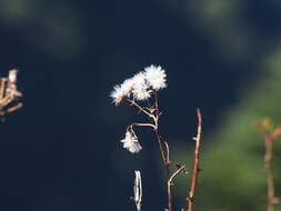 Image of Picris morrisonensis Hayata