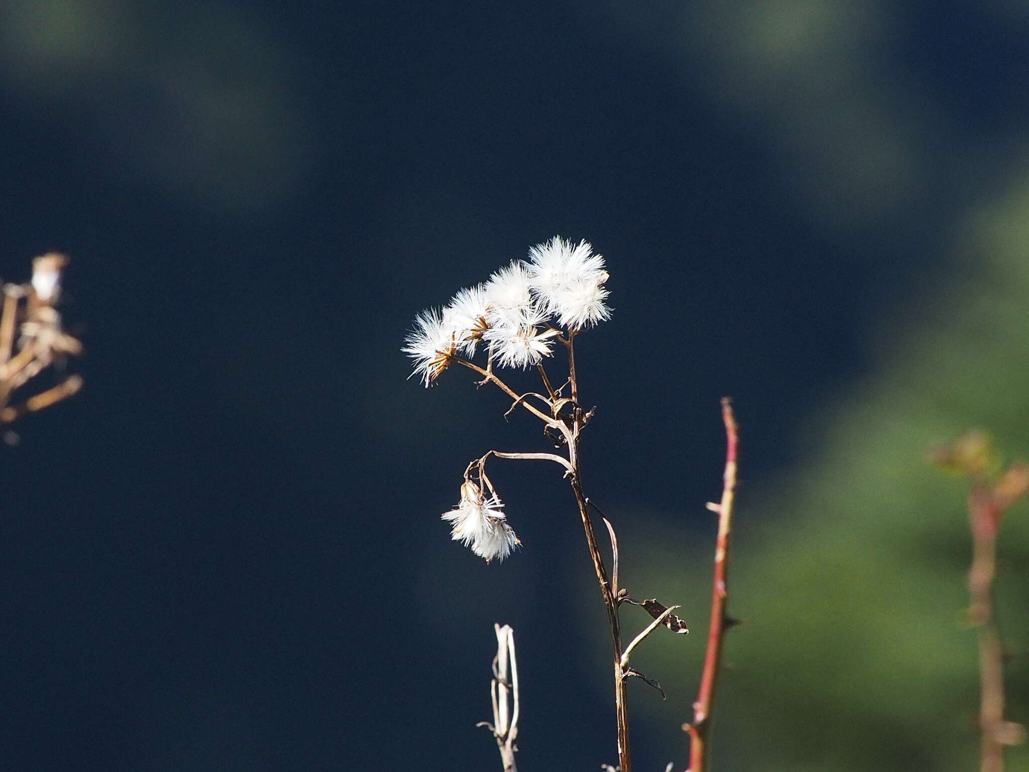 Image of Picris morrisonensis Hayata