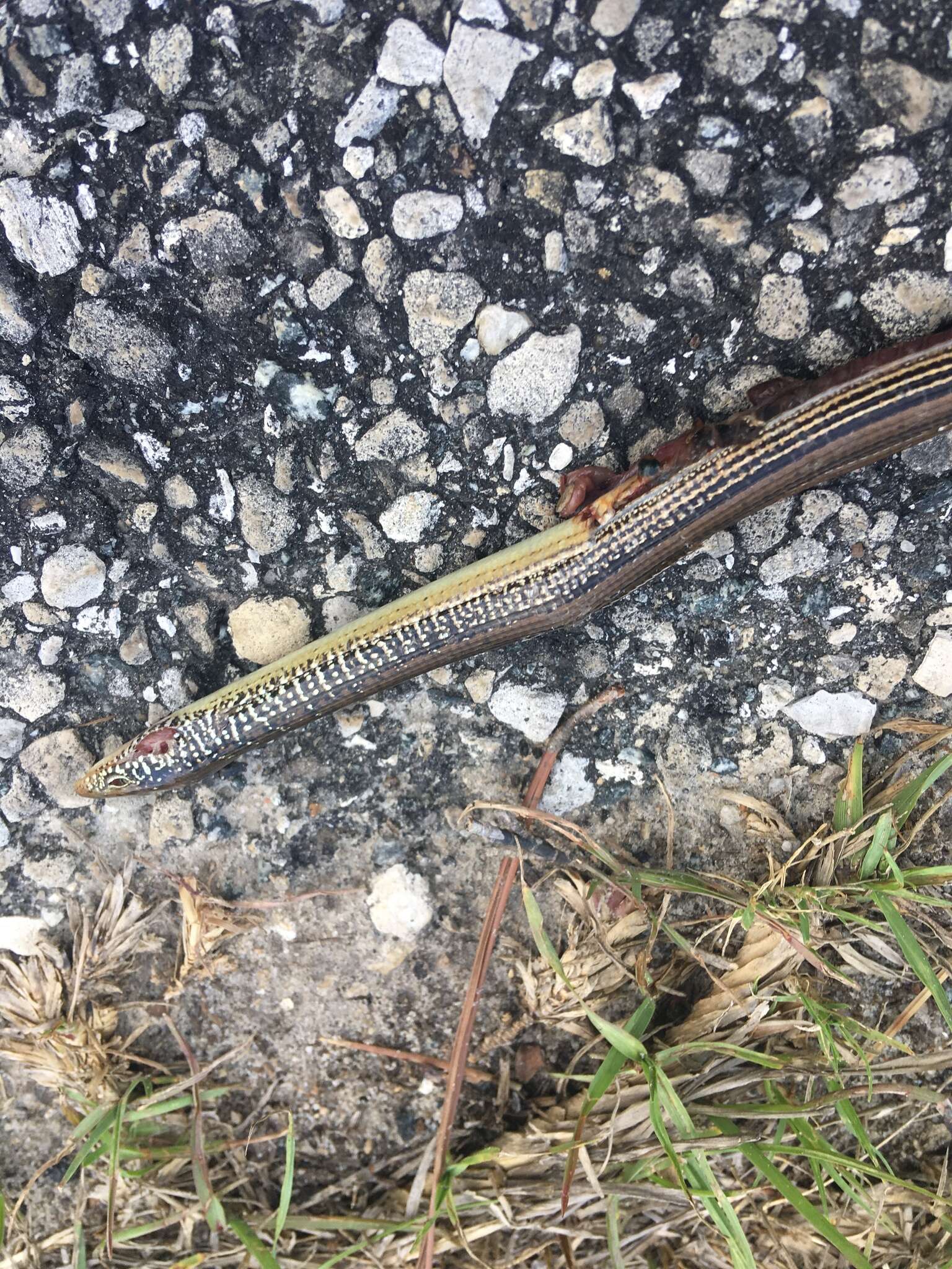 Image of Mimic Glass Lizard