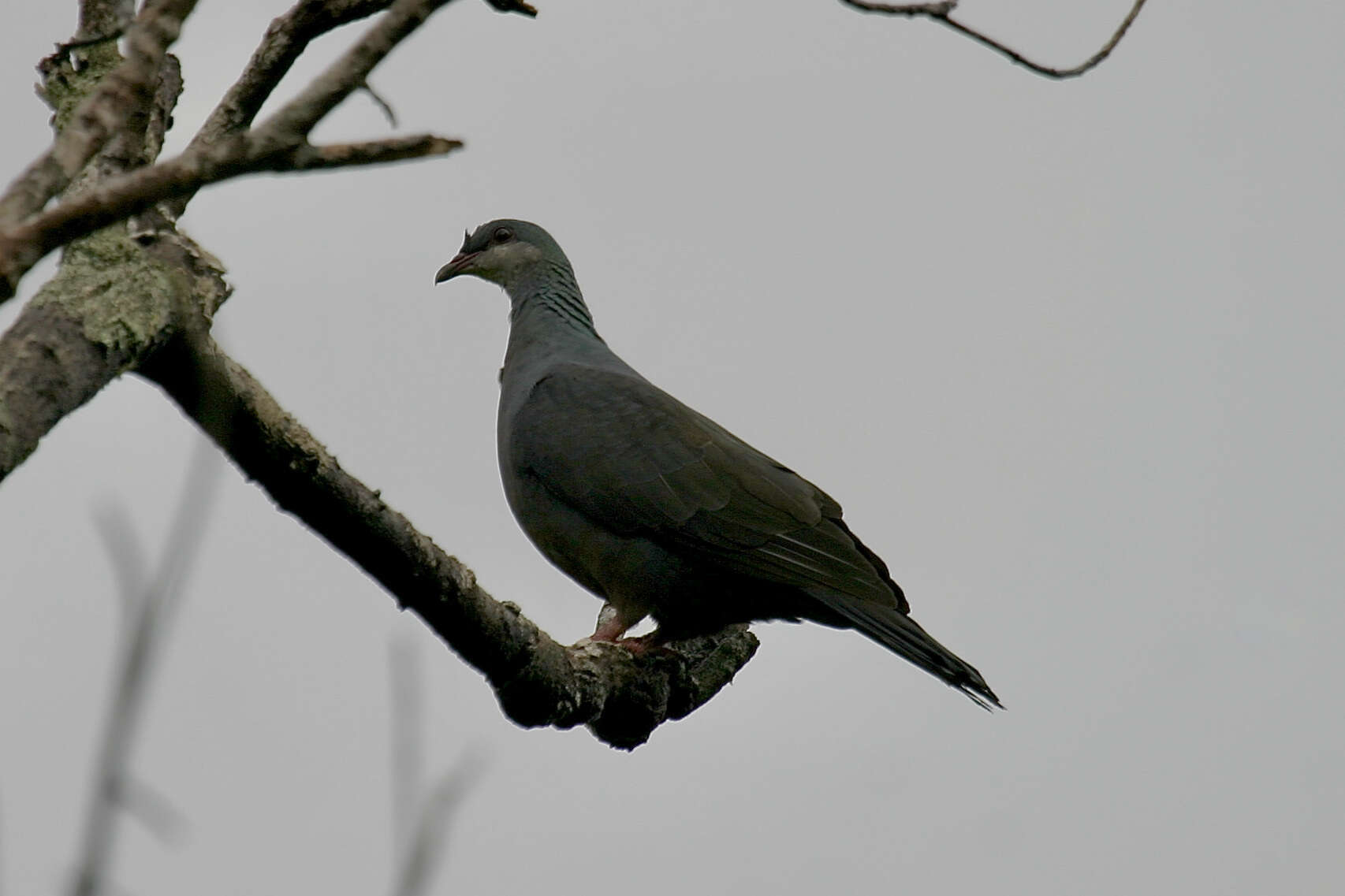 Image of Metallic Pigeon