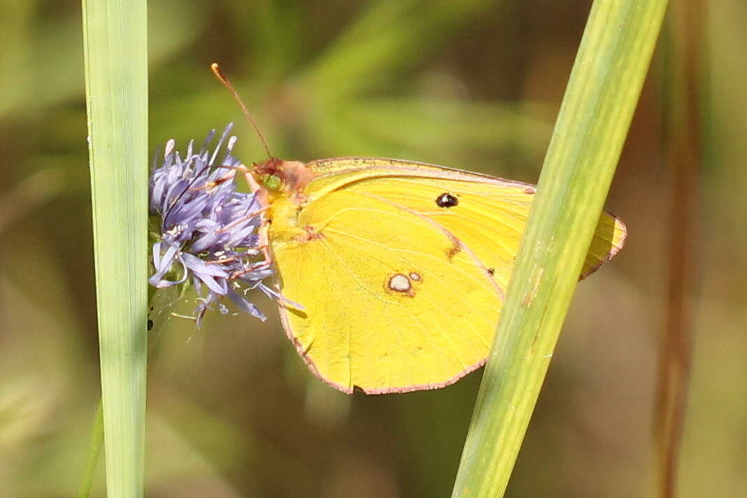 Plancia ëd Colias myrmidone (Esper 1781)