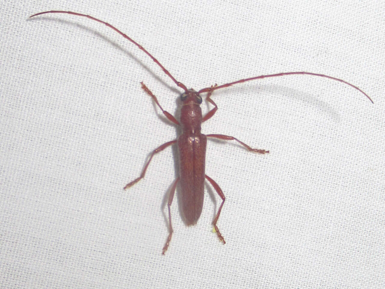 Image of Aneflomorpha seminuda Casey 1912