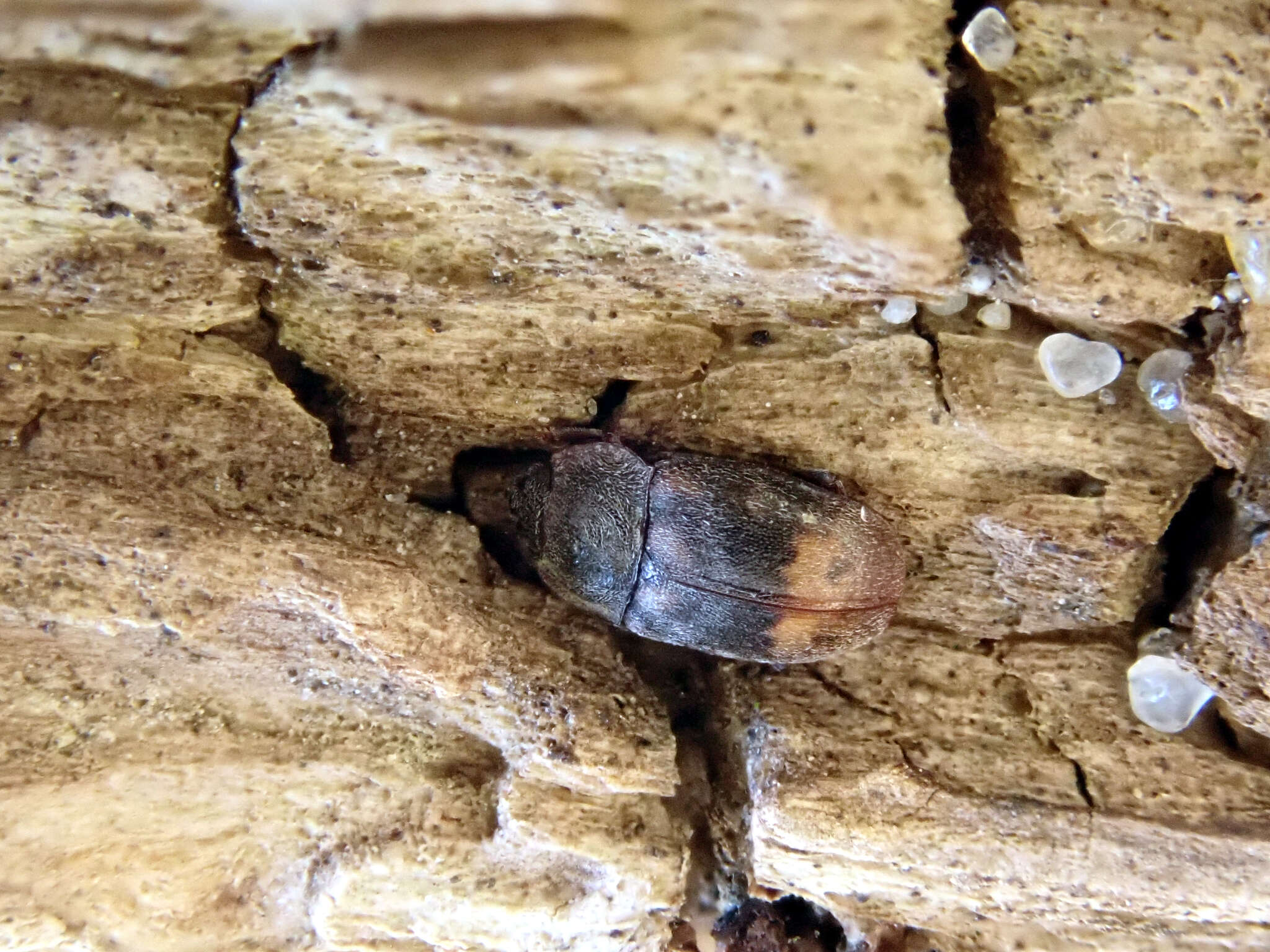 Image of Sap-feeding beetle