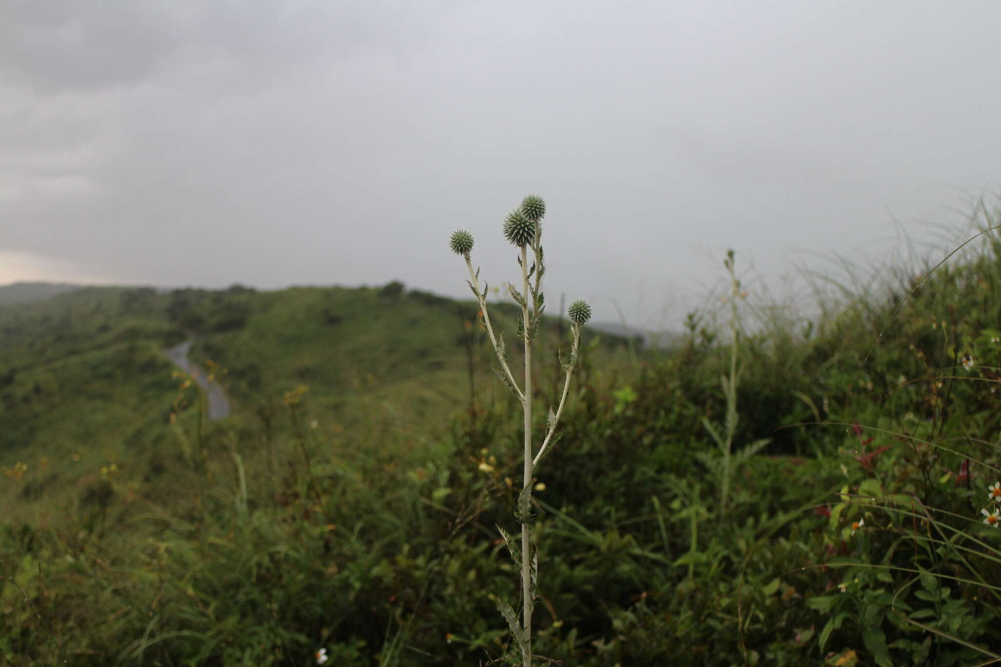 Image of Echinops grijsii Hance