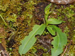 Imagem de Chiloglottis cornuta Hook. fil.