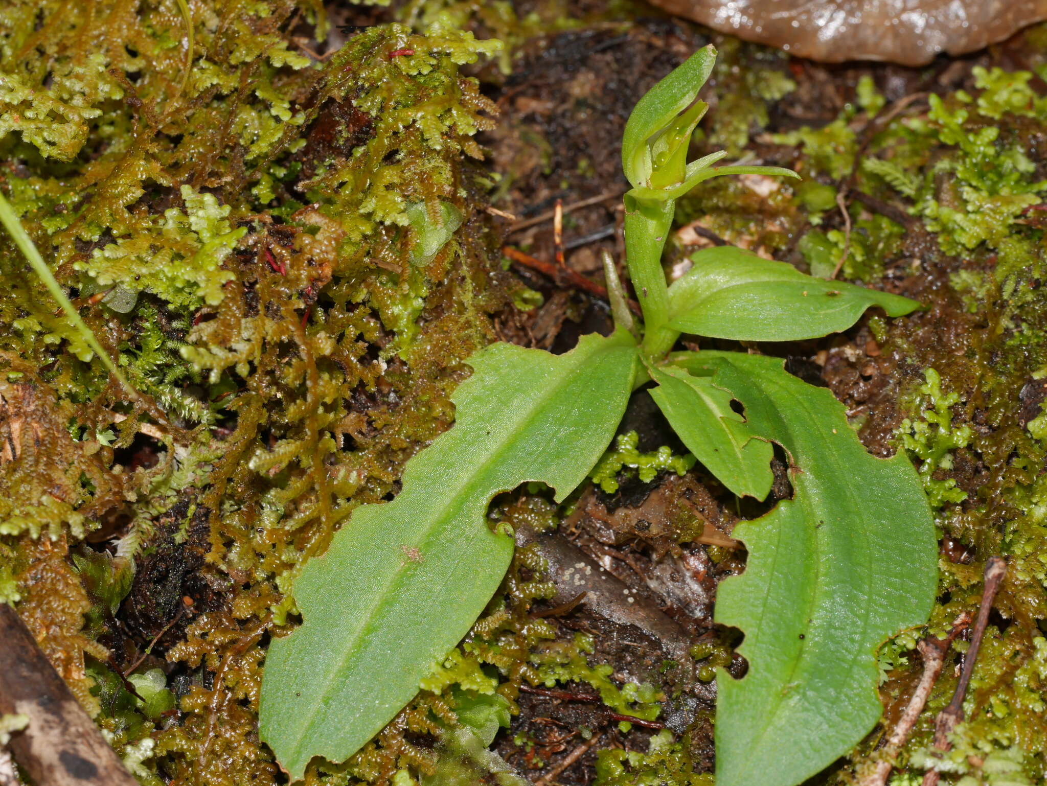 Imagem de Chiloglottis cornuta Hook. fil.