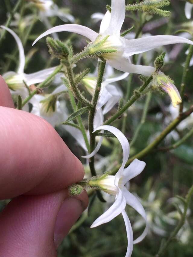 Image of Anthocercis angustifolia F. Müll.