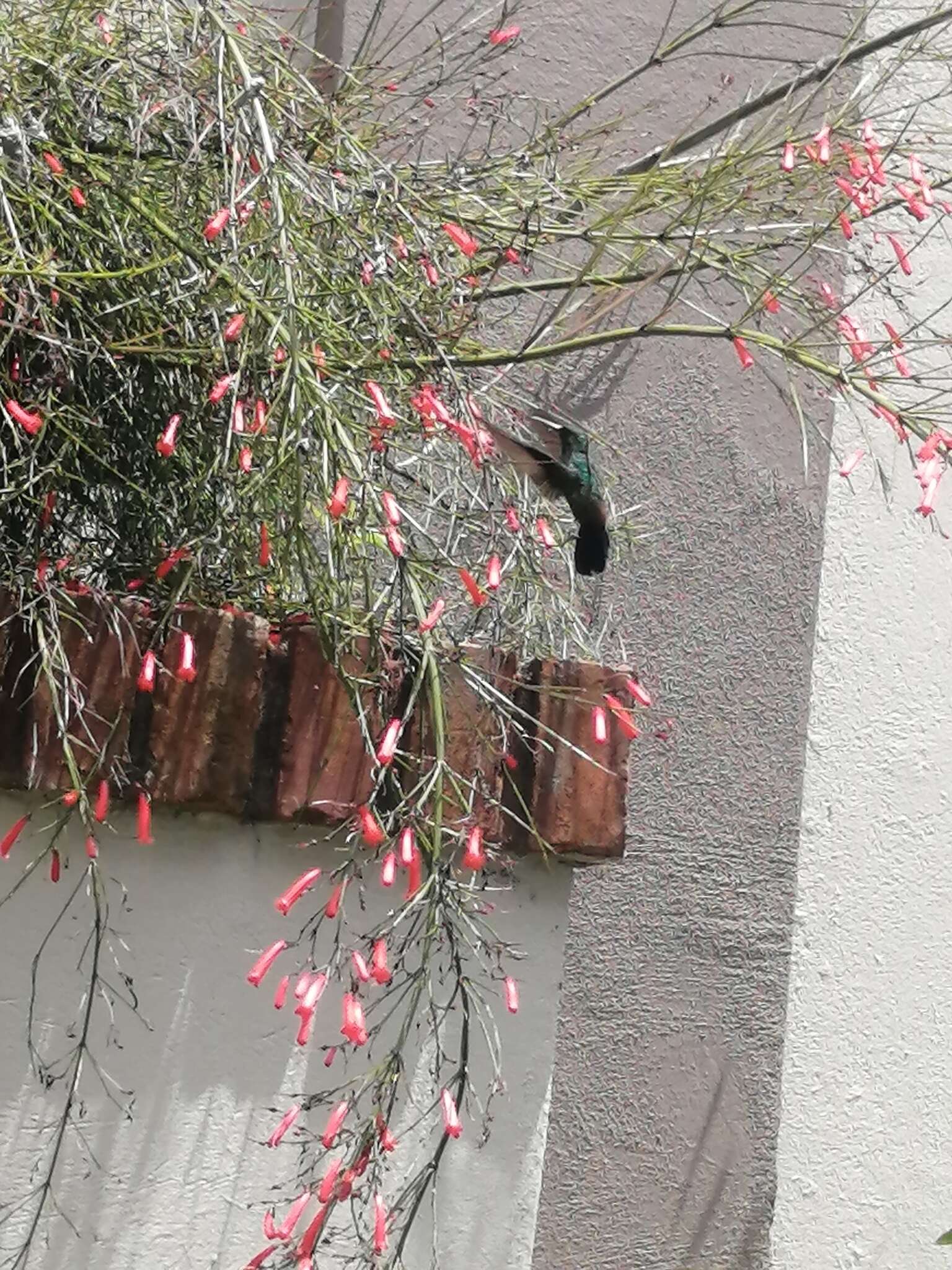 Image of Blue-vented Hummingbird