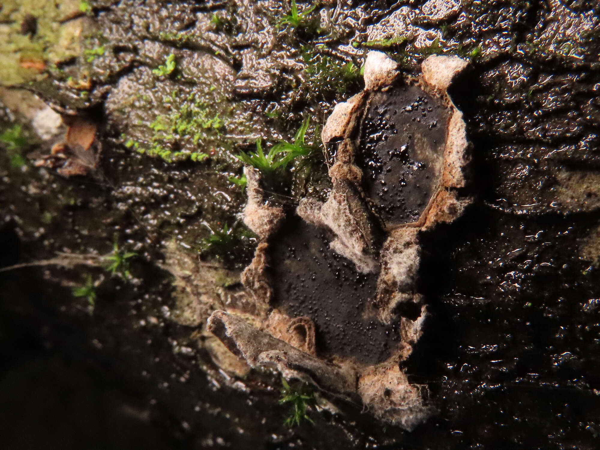 Image de Biscogniauxia granmoi Lar. N. Vassiljeva 1998