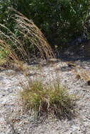 Imagem de Andropogon brachystachyus Chapm.