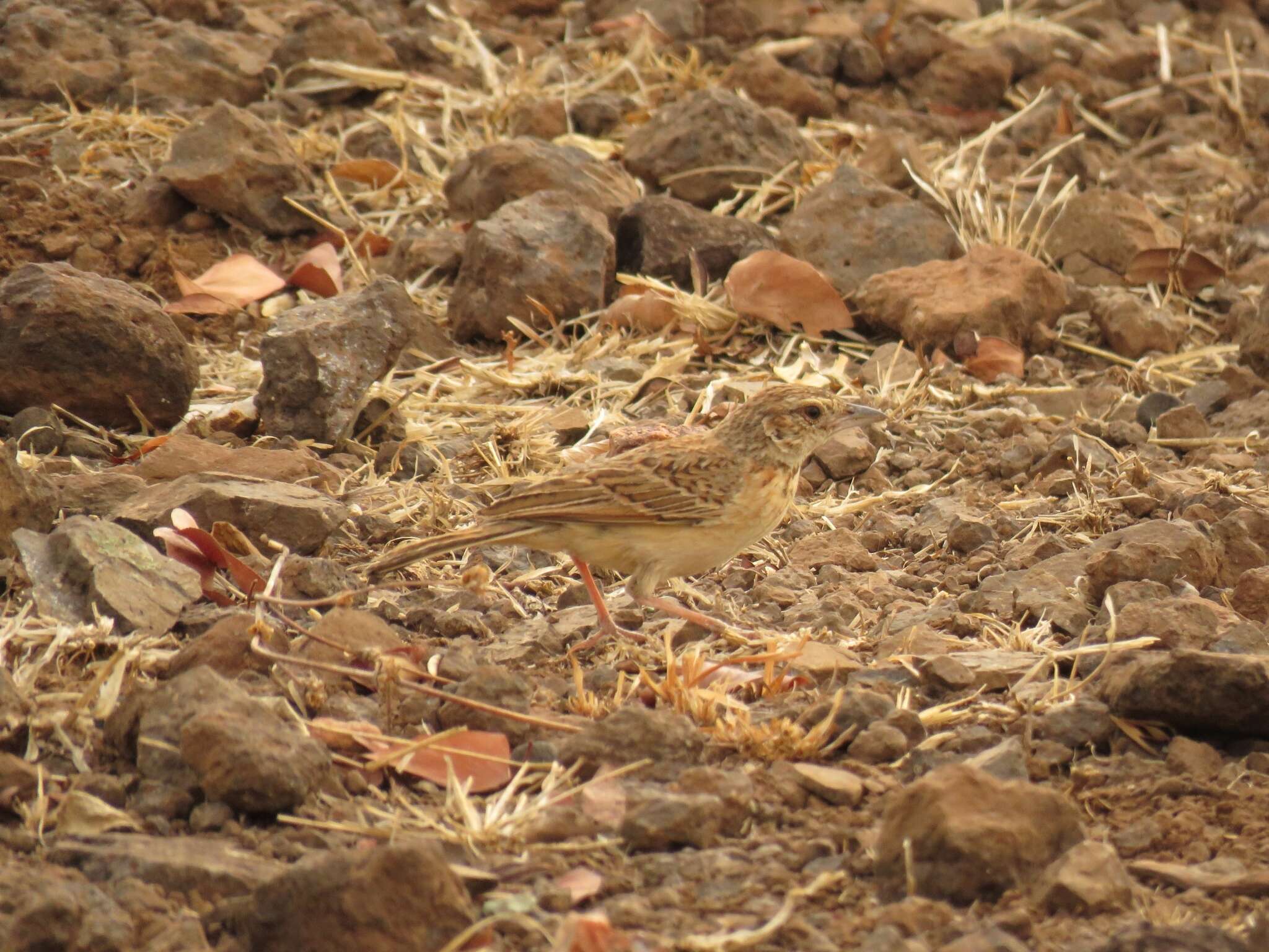 Image of Flappet Lark