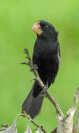 Image of Nicaraguan Seed Finch