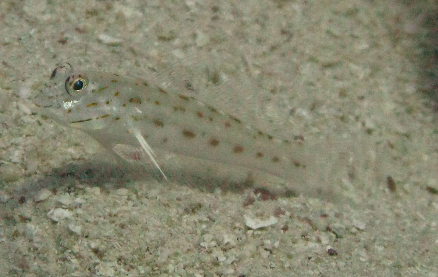 Image of Saffron shrimp-goby