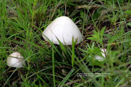 Image of Panaeolus antillarum (Fr.) Dennis 1961