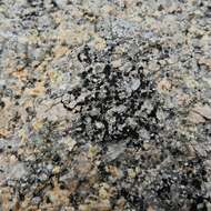 Image of lecidea lichen