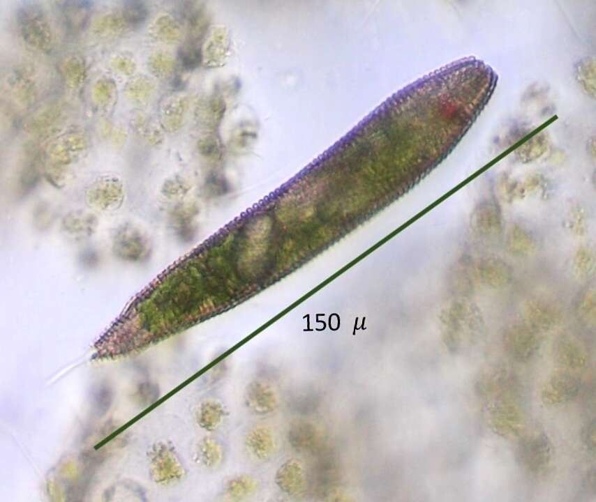 Image of Lepocinclis fusca