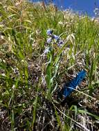 Image of prairie bluebells