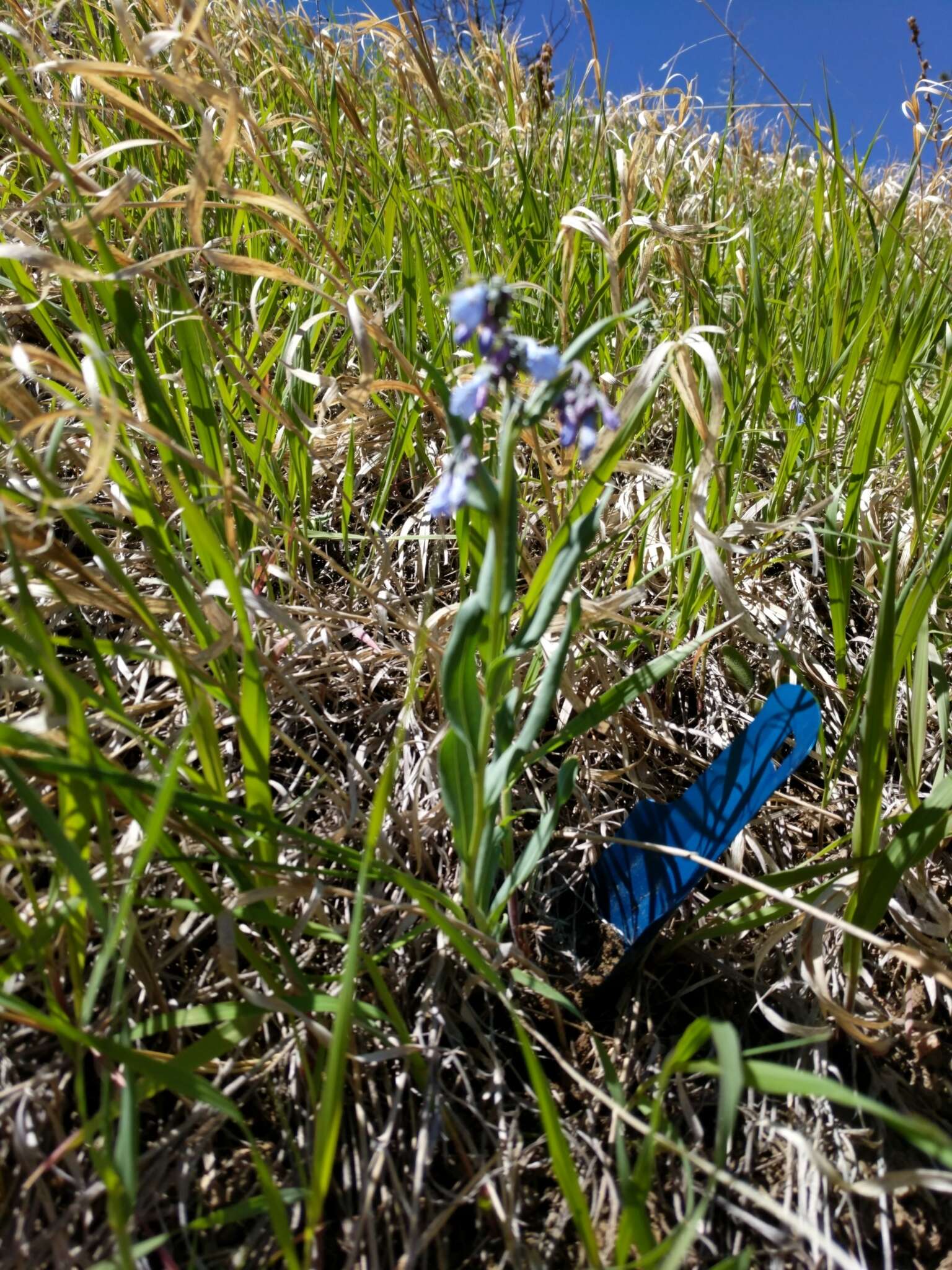 Image de Mertensia lanceolata (Pursh) A. DC.