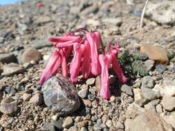 Image of Dicentra peregrina (Rudolph) Makino