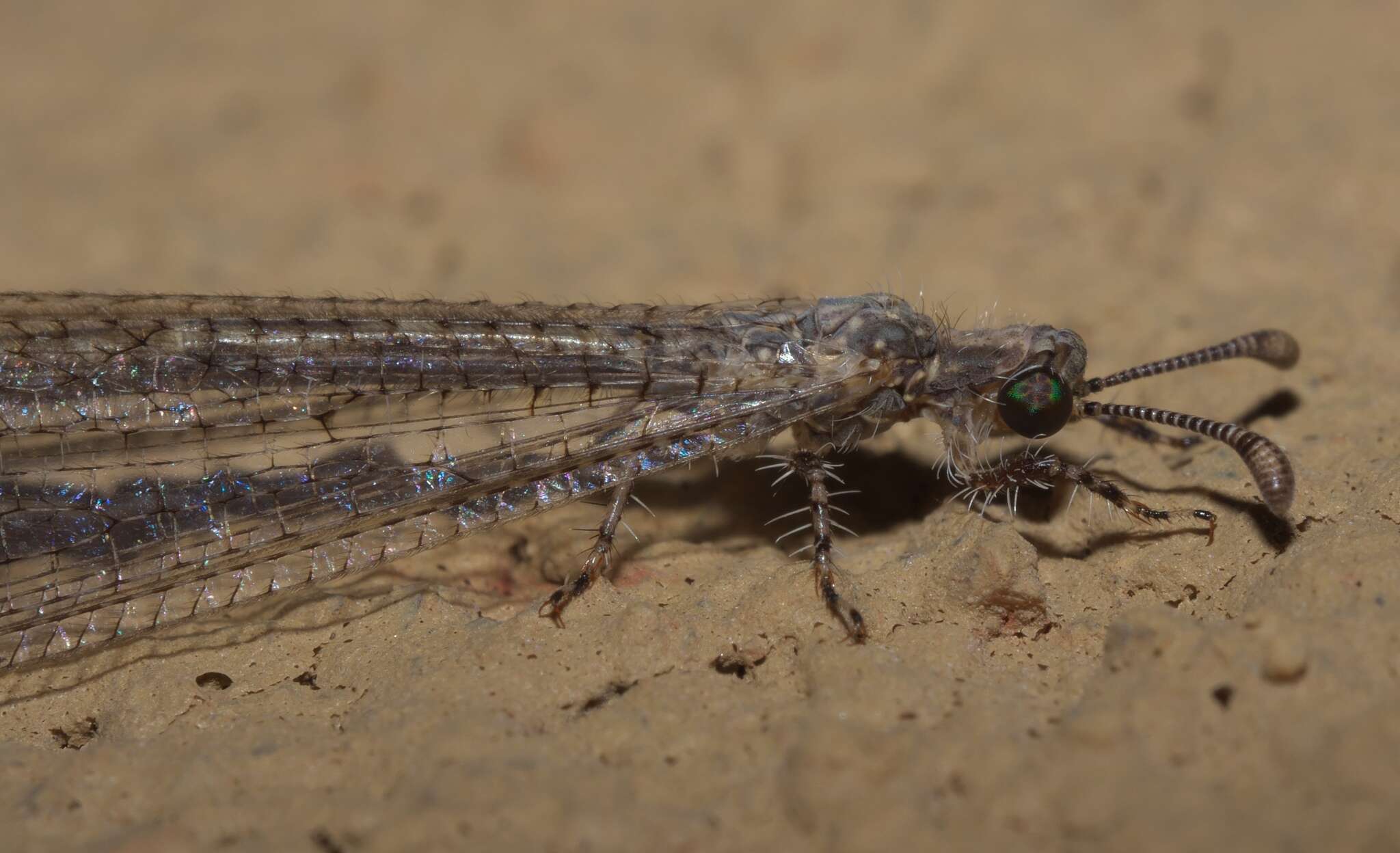 Image of Peruveleon dorsalis (Banks 1903)