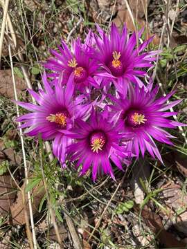 Image of Wright's Fishhook Cactus