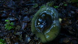 Image of Russula atroviridis Buyck 1990