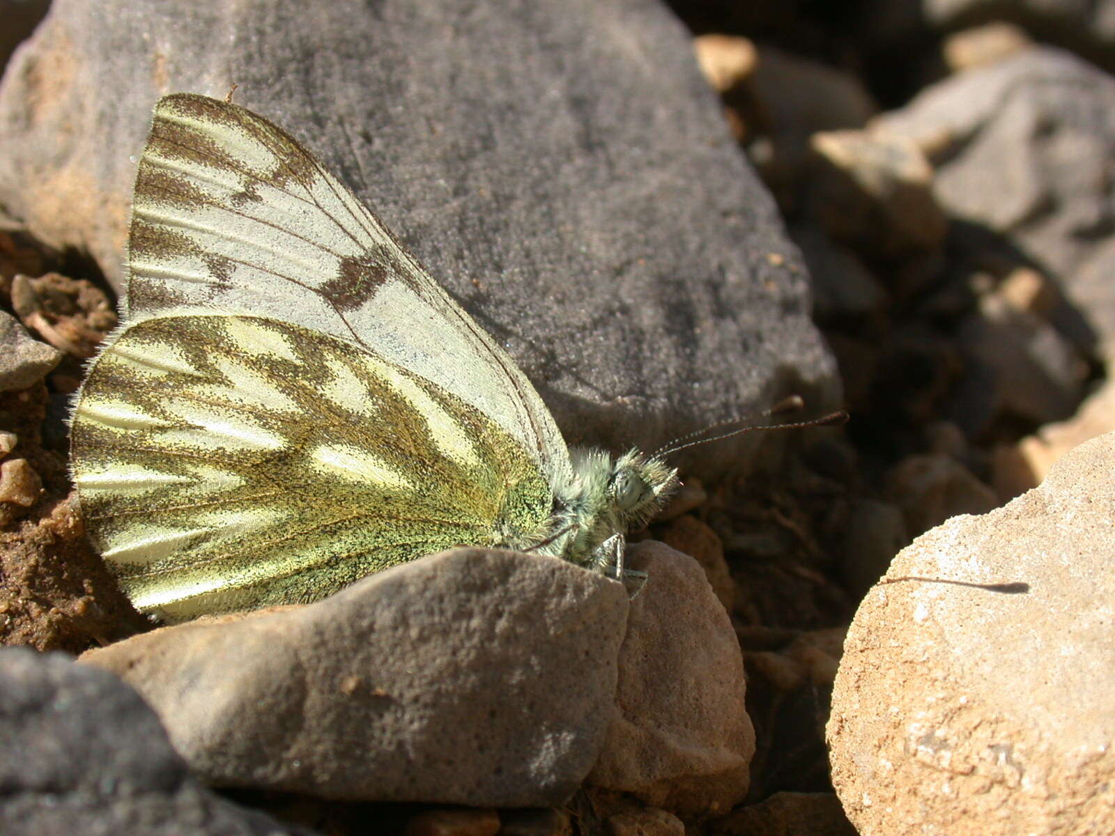 Image of Lofty Bath White