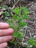 صورة Melampsora euphorbiae (Ficinus & C. Schub.) Castagne 1843