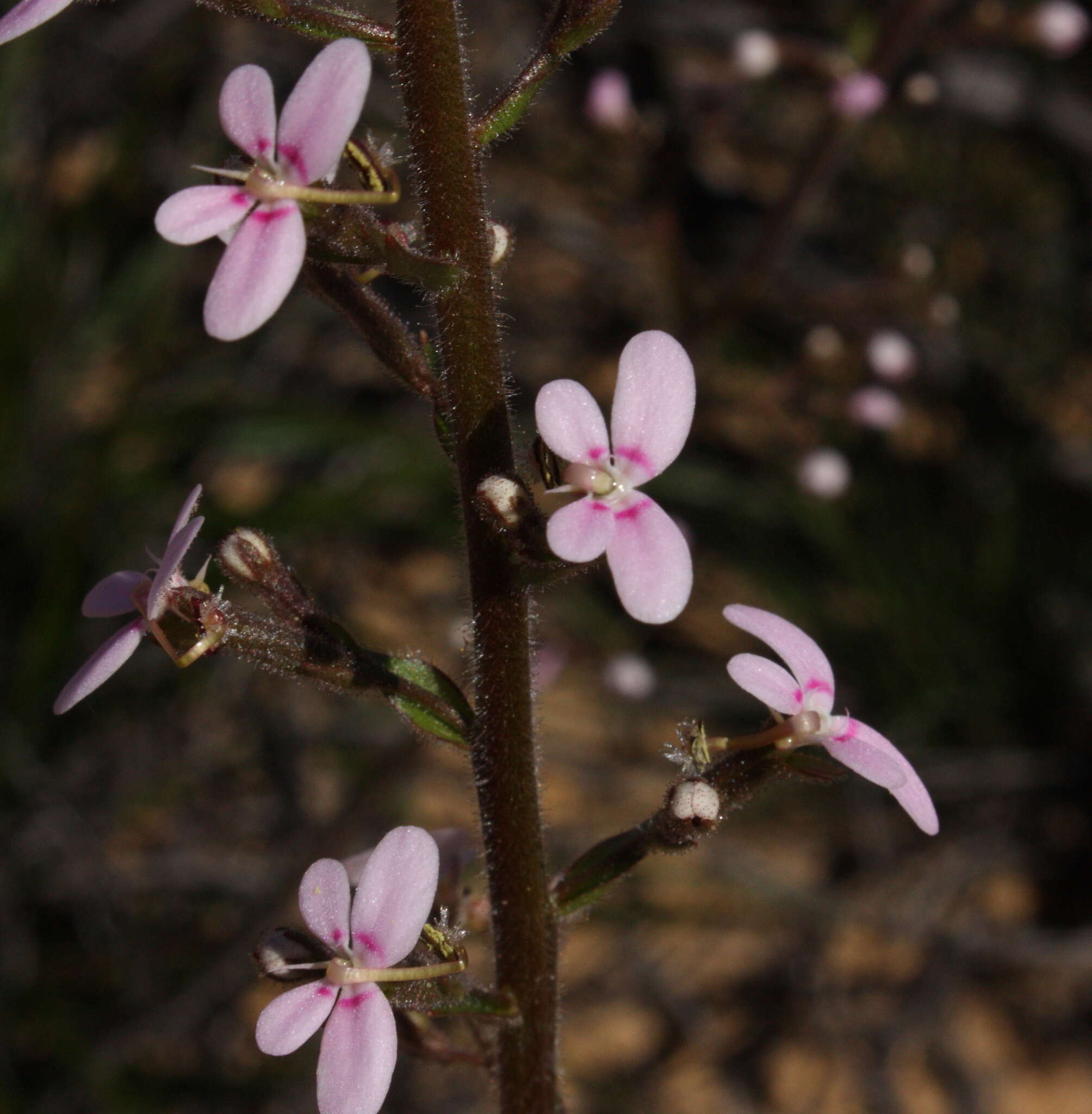 Image de Stylidium elongatum Benth.