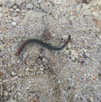 Image of Scolopendra laeta Haase 1887