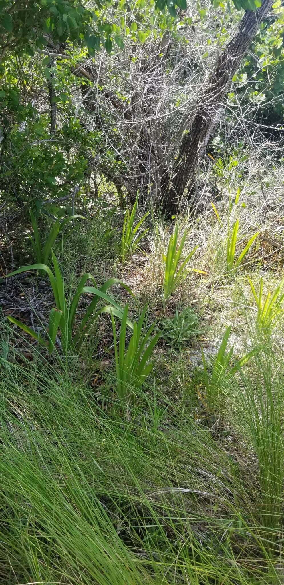 Image of perfumed spiderlily