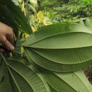 صورة Miconia coronata (Bonpl.) DC.