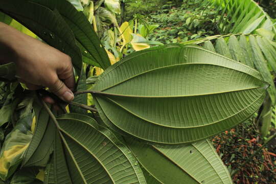 صورة Miconia coronata (Bonpl.) DC.